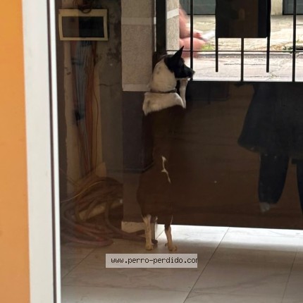 Foto 2/2 Perro encontrado Encontrado en Lanus Oeste