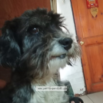 Foto de perro perdido en Coquimbo