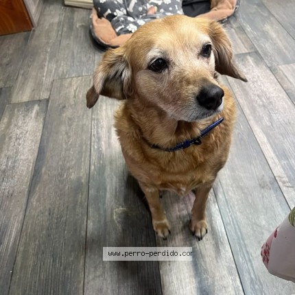 Foto 1/1 Yamila Perro perdido en Las Condes