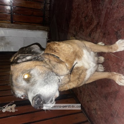 Foto 1/1 Perro encontrado Encontrado en La Florida