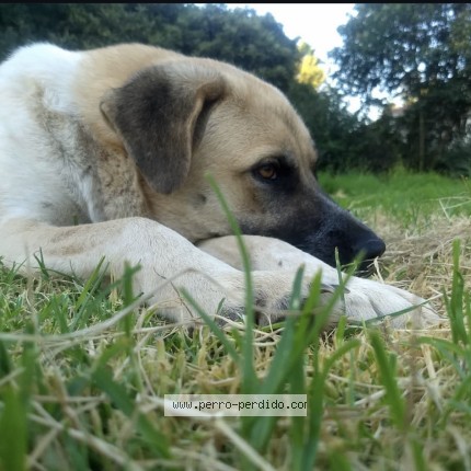 Foto 1/1 Mota Perro perdido en Santiago