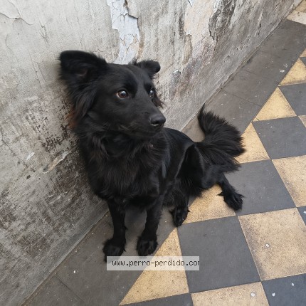 Foto de perro encontrado en Barracas