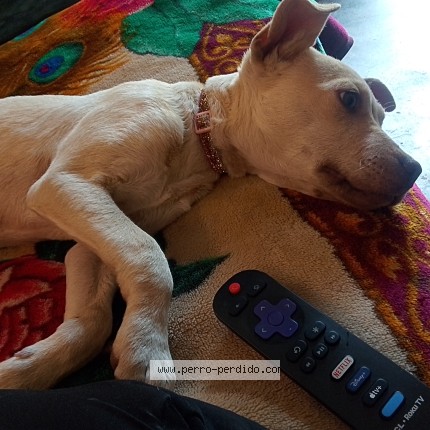 Foto de perro perdido en De Mexico