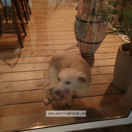 Foto de perro encontrado en Punta Colorada Maldonado