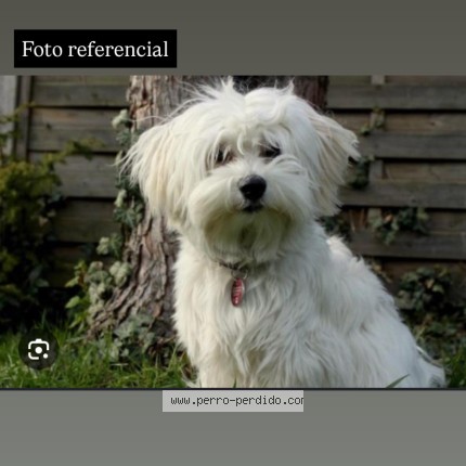 Foto 1/2 Perro encontrado Encontrado en Santiago