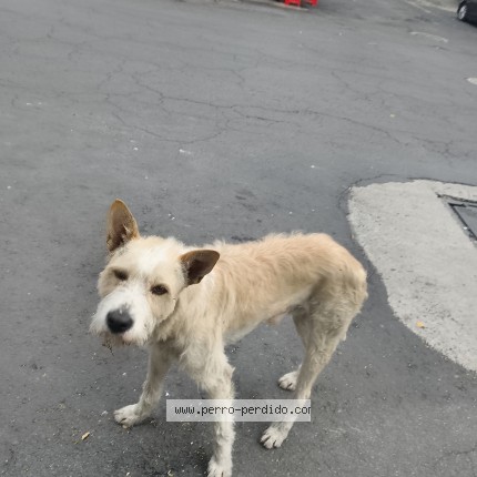 Foto 1/1 Perro encontrado Encontrado en Tlalpan
