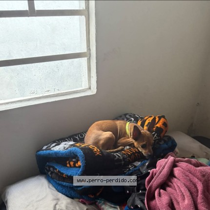 Foto de perro perdido en Ciudad De Mexico