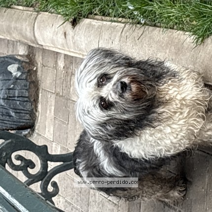 Foto 1/1 Perro encontrado Encontrado en Santiago