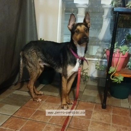 Foto 1/1 Perro encontrado Encontrado en Buenos Aires
