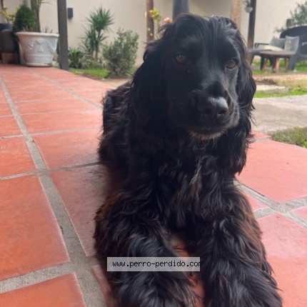 Foto de perro perdido en Jose C Paz