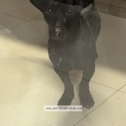 Foto 1/1 Perro encontrado Encontrado en Lo Barnechea