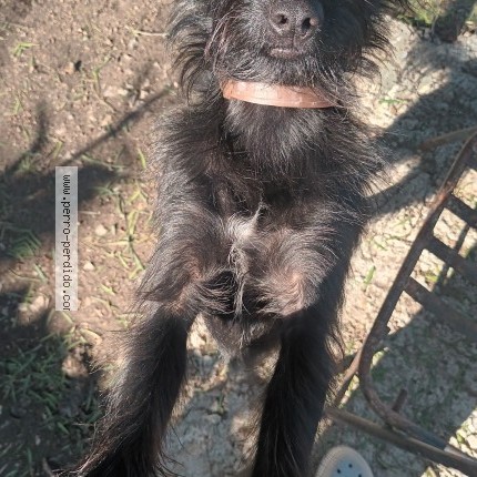 Foto 3/3 SIMBA Perro perdido en Las Piedras