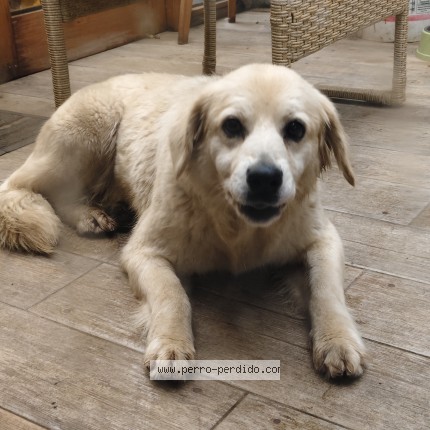 Foto 1/1 Perro encontrado Encontrado en Coronel