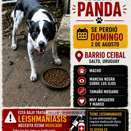 Foto 1/1 panda Perro perdido en Salto
