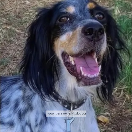 Foto 1/4 DIANA Perro perdido en Pedro Martinez