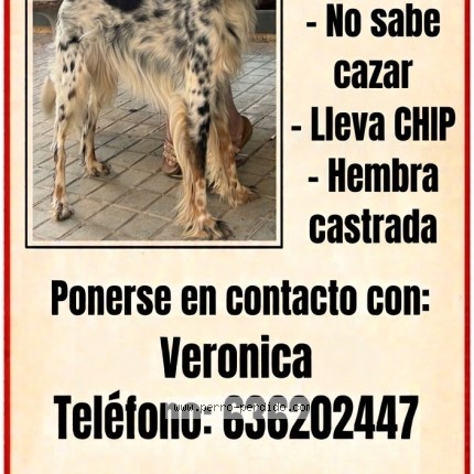 Foto 4/4 DIANA Perro perdido en Pedro Martinez