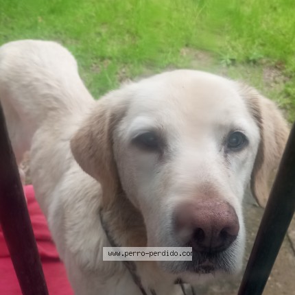 Foto 1/1 Perro encontrado Encontrado en Parque Del Plata