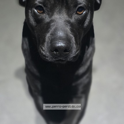 Foto 1/1 Perro encontrado Encontrado en Ezeiza