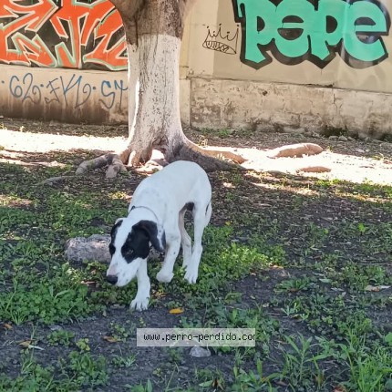 Foto 1/1 Perro encontrado Encontrado en Queretaro