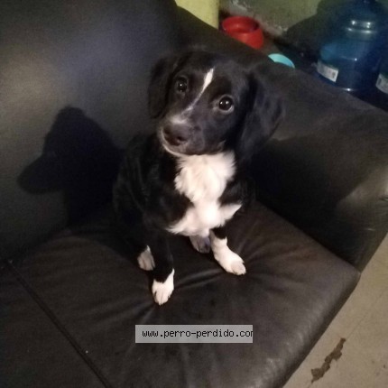 Foto 1/1 Matilda Perro perdido en Ciudad De Mexico