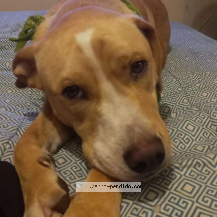 Foto 1/1 spike Perro perdido en Los Angeles