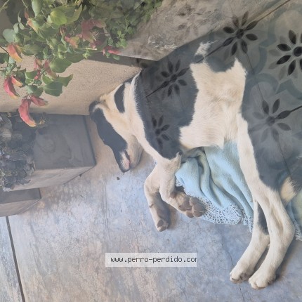 Foto de perro encontrado en Maipu