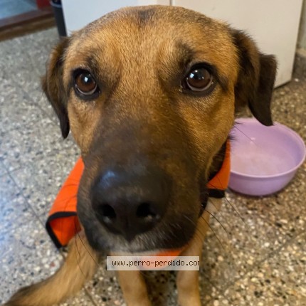 Foto 1/3 Perro encontrado Encontrado en Lomas De Zamora