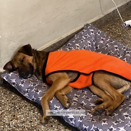 Foto 2/3 Perro encontrado Encontrado en Lomas De Zamora