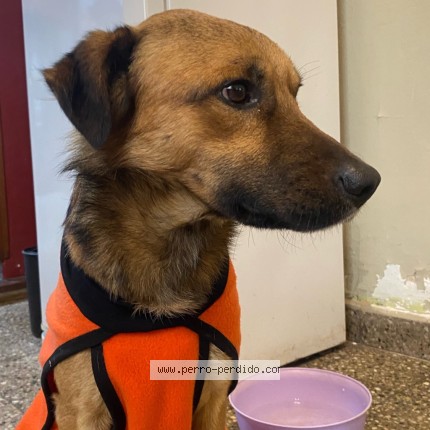 Foto 3/3 Perro encontrado Encontrado en Lomas De Zamora