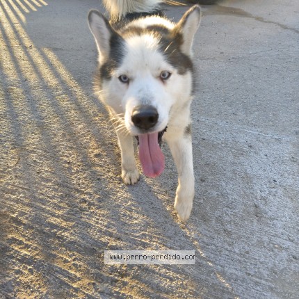 Foto 1/1 Perro encontrado Encontrado en Independencia