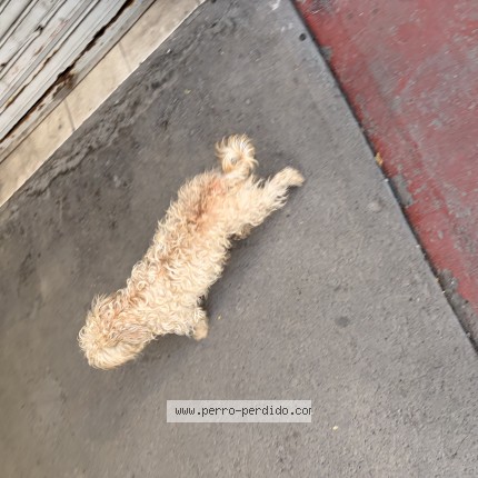 Foto de perro encontrado en Iztacalco