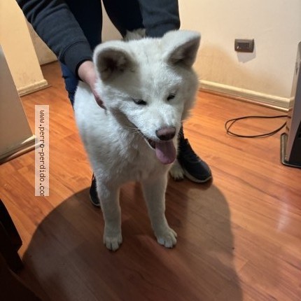 Foto 1/1 Perro encontrado Encontrado en Providencia
