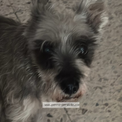 Foto 1/1 Mia Perro perdido en Cortazar