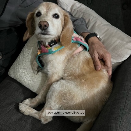 Foto 1/1 Luna Perro perdido en Santiago