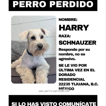 Foto 1/1 Harry Perro perdido en Tijuana
