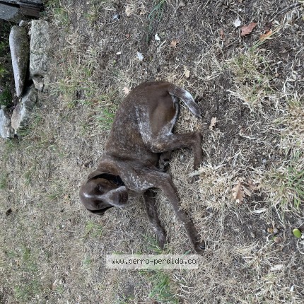 Foto de perro encontrado en Palas De Rei