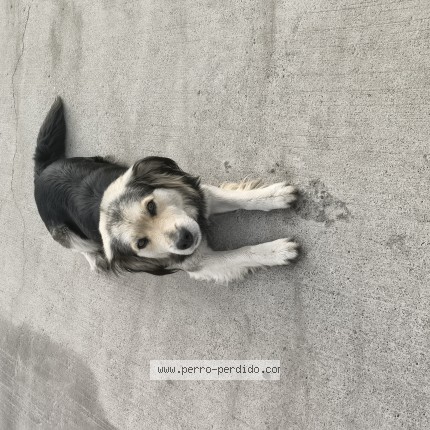 Foto 1/1 Perro encontrado Encontrado en Coquimbo