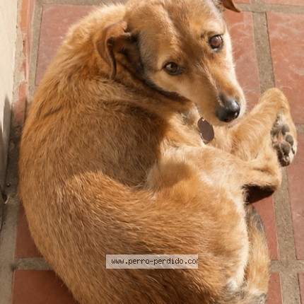 Foto 1/1 FRIDA Perro perdido en Buenos Aires
