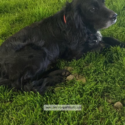 Foto 1/1 Perro encontrado Encontrado en Estacion Central