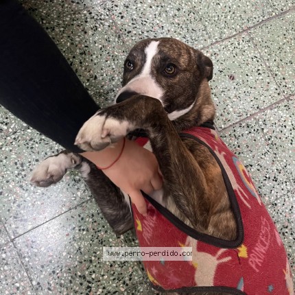 Foto 1/1 Perro encontrado Encontrado en Rosario
