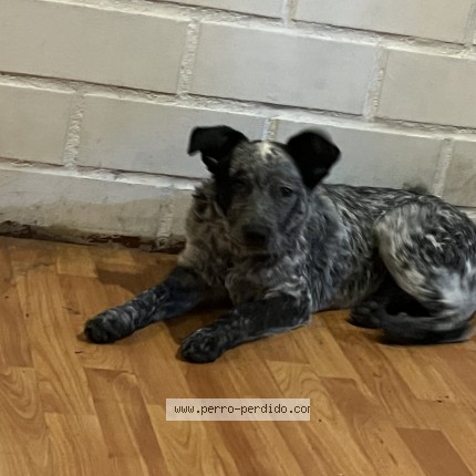 Foto 1/1 nala Perro perdido en Santiago