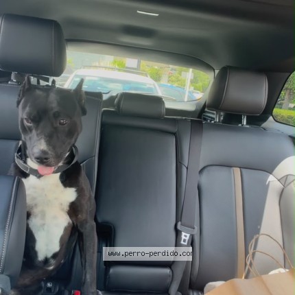 Foto 1/1 Perro encontrado Encontrado en Mexico
