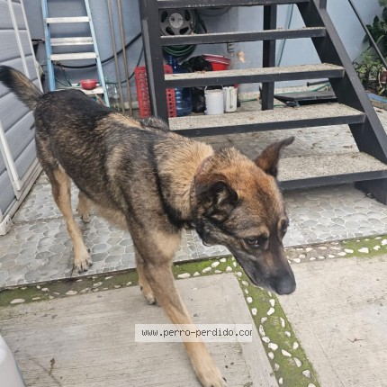 Foto 1/1 Perro encontrado Encontrado en Ciudad De Mexico
