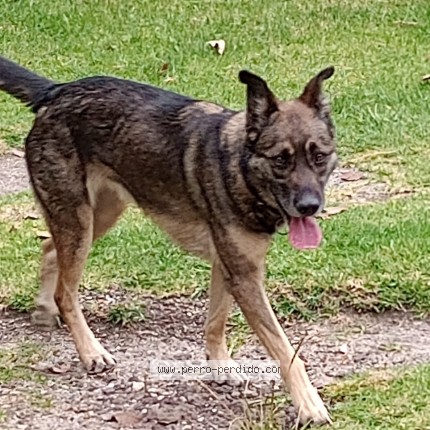 Foto 1/1 Perro encontrado Encontrado en Ciudad De Mexico