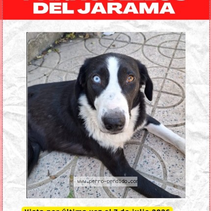 Foto 1/1 Birra Perro perdido en Paracuellos De Jarama