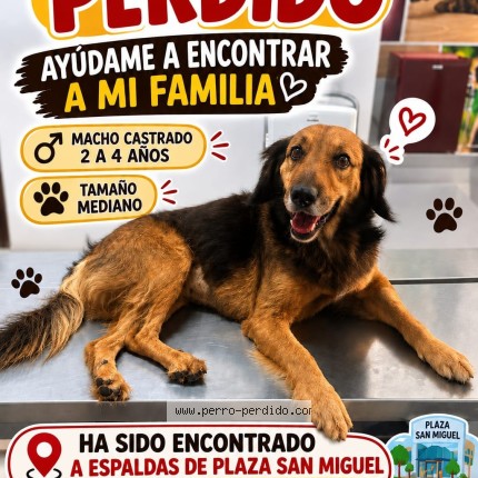 Foto 1/1 Perro encontrado Encontrado en Lima