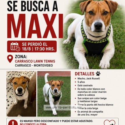 Foto 1/1 Maxi Perro perdido en Montevideo