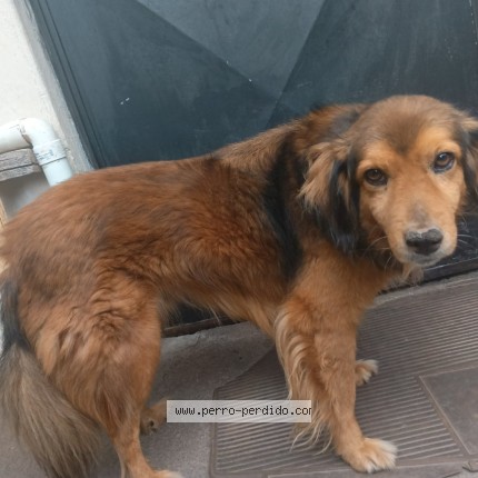 Foto 1/2 Doggy Perro perdido en Quito