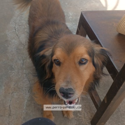 Foto 2/2 Doggy Perro perdido en Quito