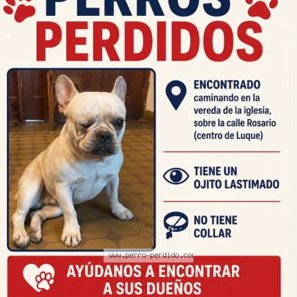 Foto 1/1 Perro encontrado Encontrado en Luque
